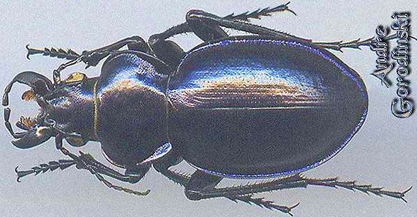 http://www.gorodinski.ru/carabidae/Callisthenes glasunowi.jpg